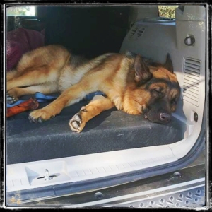 Zeus and his new bone exhausted by the trip Photo by 